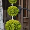 Goldcrest Monterey Lemon Cypress - 3-Ball Poodle Tier Topiary - 2 Gallon Pot -Garden & Outdoor Sale Shop cypress goldcrest monterey poodle tier 1 3