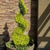 Goldcrest Monterey Lemon Cypress Spiral Topiary - 2 Gallon Pot -Garden & Outdoor Sale Shop cypress goldcrest monterey spiral topiary 11