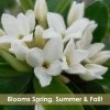 Jim's Pride White Summer Daphne - Daphne X Transatlantica - 2 Gallon Pot 1 Jim's Pride White Summer Daphne - Daphne X Transatlantica - 2 Gallon Pot -Garden & Outdoor Sale Shop daphne jims pride 15