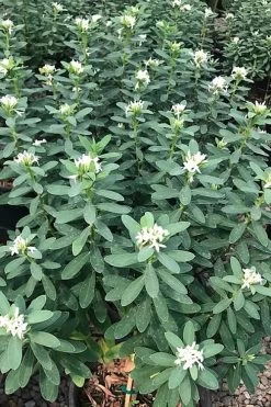 Jim's Pride White Summer Daphne - Daphne X Transatlantica - 2 Gallon Pot -Garden & Outdoor Sale Shop daphne jims pride 7