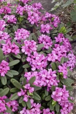 Lawrence Crocker Dwarf Daphne - 2 Gallon Pot -Garden & Outdoor Sale Shop daphne lawrence crocker 3