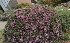 Lawrence Crocker Dwarf Daphne - 2 Gallon Pot -Garden & Outdoor Sale Shop daphne lawrence crocker 7