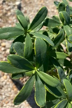 Splash Variegated Summer Daphne - 1 Gallon Pot -Garden & Outdoor Sale Shop daphne splash summer daphne 1