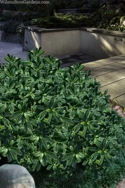 Splash Variegated Summer Daphne - 1 Gallon Pot -Garden & Outdoor Sale Shop daphne splash variegated summer daphne 6