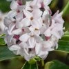 Splash Variegated Summer Daphne - 1 Gallon Pot -Garden & Outdoor Sale Shop daphne splash variegated summer daphne 8