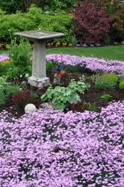 Bath's Pink Dianthus - 5 Pack Of Quart Pots 11 Bath's Pink Dianthus - 5 Pack Of Quart Pots -Garden & Outdoor Sale Shop dianthus baths pink 102