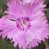 Bath's Pink Dianthus - 5 Pack Of Quart Pots -Garden & Outdoor Sale Shop dianthus baths pink 103