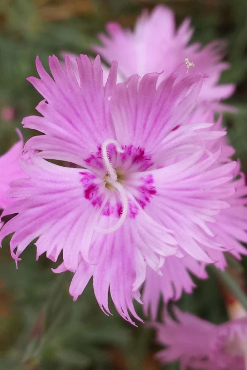 Bath's Pink Dianthus - 5 Pack Of Quart Pots 3 Bath's Pink Dianthus - 5 Pack Of Quart Pots