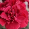 Super Trouper Velvet Red Dianthus (Carnation) - 10 Pack Of Quart Pots -Garden & Outdoor Sale Shop dianthus super trouper velvet red 100