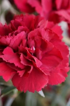 Super Trouper Velvet Red Dianthus (Carnation) - 10 Pack Of Quart Pots