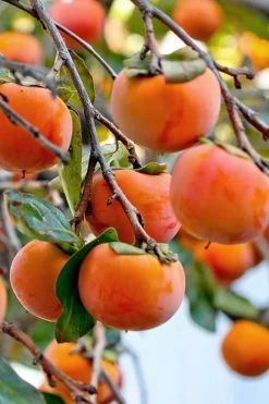 Fuyu Persimmon Tree - 7 Gallon Pot (4-5') -Garden & Outdoor Sale Shop diospyros kaki fuyu persimmon tree 3