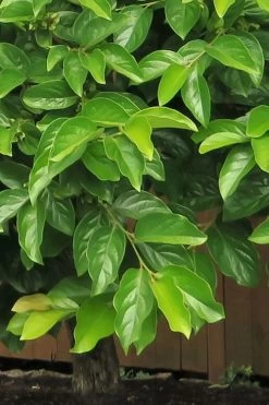 Fuyu Persimmon Tree - 7 Gallon Pot (4-5') -Garden & Outdoor Sale Shop diospyros kaki fuyu persimmon tree 6