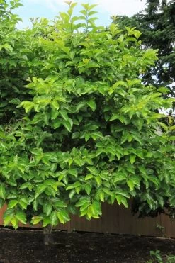 Fuyu Persimmon Tree - 7 Gallon Pot (4-5') -Garden & Outdoor Sale Shop diospyros kaki fuyu persimmon tree 7