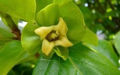 Fuyu Persimmon Tree - 7 Gallon Pot (4-5') -Garden & Outdoor Sale Shop diospyros kaki fuyu persimmon tree 9