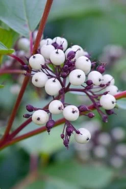 Arctic Fire Red Twig Dogwood - 3 Gallon Pot -Garden & Outdoor Sale Shop dogwood red osier 500x750 1