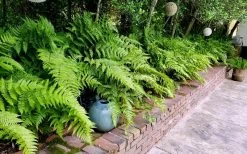 Autumn Brilliance Fern (Dryopteris Erythrosora) - 2.5 Quart Pot -Garden & Outdoor Sale Shop dryopteris erythrosora autumn brilliance fern 10