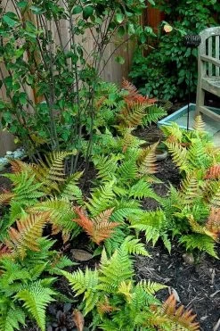 Autumn Brilliance Fern (Dryopteris Erythrosora) - 2.5 Quart Pot -Garden & Outdoor Sale Shop dryopteris erythrosora autumn brilliance fern 11