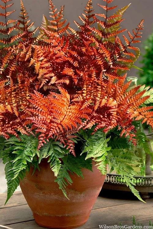 Autumn Brilliance Fern (Dryopteris Erythrosora) - 1 Gallon Pot 3 Autumn Brilliance Fern (Dryopteris Erythrosora) - 1 Gallon Pot