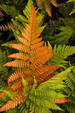 Autumn Brilliance Fern (Dryopteris Erythrosora) - 2.5 Quart Pot -Garden & Outdoor Sale Shop dryopteris erythrosora autumn brilliance fern 2