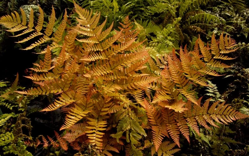 Autumn Brilliance Fern (Dryopteris Erythrosora) - 1 Gallon Pot 7 Autumn Brilliance Fern (Dryopteris Erythrosora) - 1 Gallon Pot - Image 5