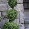 Poodle Tier Dwarf Alberta Spruce Topiary - 2 Gallon Pot -Garden & Outdoor Sale Shop dwarf alberta spruce 3 ball poodle tier 12 2