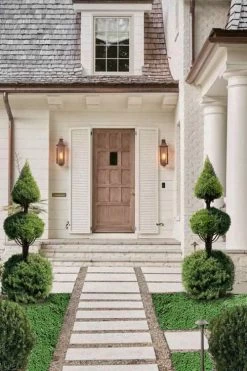 Dwarf Alberta Spruce 2-Ball Cone Topiary - 5 Gallon Pot -Garden & Outdoor Sale Shop dwarf alberta spruce 3 ball poodle tier with pyramid1