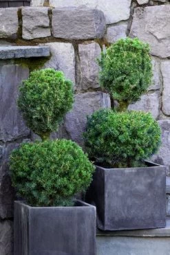 Poodle Tier Dwarf Alberta Spruce Topiary (2-Ball) - 2 Gallon Pot