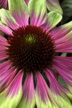 Sweet Sandia Coneflower (Echinacea) - 1 Gallon Pot -Garden & Outdoor Sale Shop echinacea purpurea sweet sandia coneflower 1