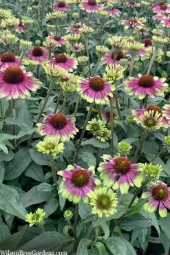 Sweet Sandia Coneflower (Echinacea) - 1 Gallon Pot -Garden & Outdoor Sale Shop echinacea purpurea sweet sandia coneflower 4