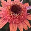 Raspberry Truffle Coneflower (Echinacea) - 1 Gallon Pot -Garden & Outdoor Sale Shop echinacea raspberry truffle coneflower 5