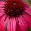 Sombrero Baja Burgundy Coneflower (Echinacea) - 1 Gallon Pot