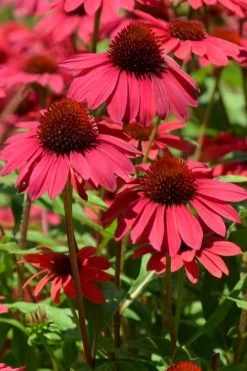 Sombrero Baja Burgundy Coneflower (Echinacea) - 1 Gallon Pot 11 Sombrero Baja Burgundy Coneflower (Echinacea) - 1 Gallon Pot -Garden & Outdoor Sale Shop echinacea sombrero baja burgundy coneflower 12