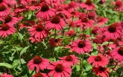 Sombrero Baja Burgundy Coneflower (Echinacea) - 1 Gallon Pot 10 Sombrero Baja Burgundy Coneflower (Echinacea) - 1 Gallon Pot -Garden & Outdoor Sale Shop echinacea sombrero baja burgundy coneflower 13