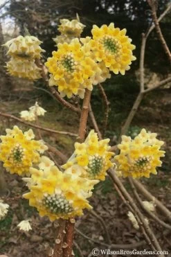 Edgeworthia Chrysantha - Paper Bush - 5 Gallon Pot 18 Edgeworthia Chrysantha - Paper Bush - 5 Gallon Pot -Garden & Outdoor Sale Shop edgeworthia chrysantha 200