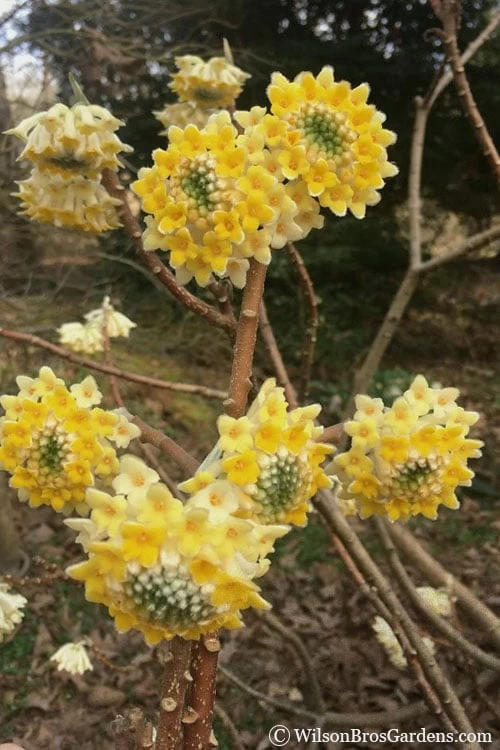 Edgeworthia Chrysantha - Paper Bush - 5 Gallon Pot 6 Edgeworthia Chrysantha - Paper Bush - 5 Gallon Pot - Image 4