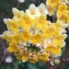 Edgeworthia Chrysantha - Paper Bush - 5 Gallon Pot -Garden & Outdoor Sale Shop edgeworthia chrysantha 201