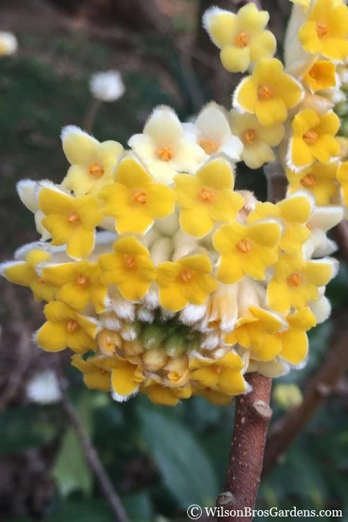 Edgeworthia Chrysantha - Paper Bush - 5 Gallon Pot 3 Edgeworthia Chrysantha - Paper Bush - 5 Gallon Pot