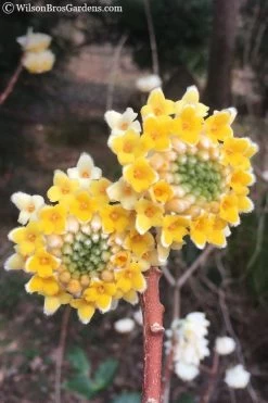 Edgeworthia Chrysantha - Paper Bush - 5 Gallon Pot 19 Edgeworthia Chrysantha - Paper Bush - 5 Gallon Pot -Garden & Outdoor Sale Shop edgeworthia chrysantha 202