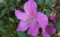 Autumn Lilac Encore Azalea - 1 Gallon Pot 12 Autumn Lilac Encore Azalea - 1 Gallon Pot -Garden & Outdoor Sale Shop encore azalea autumnlilac