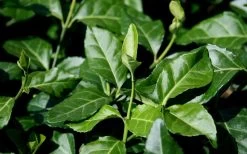 Purple Wintercreeper (Euonymus Fortunei 'Coloratus') - 6 Pack Of Pint Pots -Garden & Outdoor Sale Shop euonymus fortunei coloratus purple wintercreeper 1