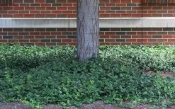 Purple Wintercreeper (Euonymus Fortunei 'Coloratus') - 6 Pack Of Pint Pots -Garden & Outdoor Sale Shop euonymus fortunei coloratus purple wintercreeper 4