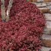 Purple Wintercreeper (Euonymus Fortunei 'Coloratus') - 6 Pack Of Pint Pots