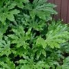 Fatsia Japonica - Japanese Aralia - Glossy Paper Plant - 5 Gallon Pot -Garden & Outdoor Sale Shop fatsia Japanese Aralia 1 500x750 3