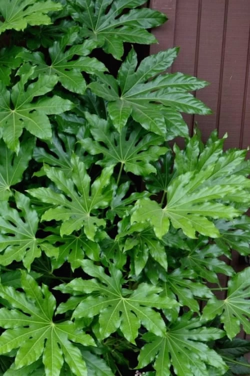 Fatsia Japonica - Japanese Aralia - Glossy Paper Plant - 5 Gallon Pot 3 Fatsia Japonica - Japanese Aralia - Glossy Paper Plant - 5 Gallon Pot
