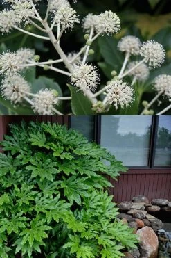Fatsia Japonica (Japanese Aralia / Glossy Paper Plant) - 7 Gallon Pot (2-3') -Garden & Outdoor Sale Shop fatsia Japanese Aralia 2 500x750 2
