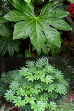 Fatsia Japonica - Japanese Aralia - Glossy Paper Plant - 5 Gallon Pot 12 Fatsia Japonica - Japanese Aralia - Glossy Paper Plant - 5 Gallon Pot -Garden & Outdoor Sale Shop fatsia Japanese Aralia 500x750 3