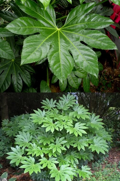 Fatsia Japonica - Japanese Aralia - Glossy Paper Plant - 5 Gallon Pot 7 Fatsia Japonica - Japanese Aralia - Glossy Paper Plant - 5 Gallon Pot - Image 5