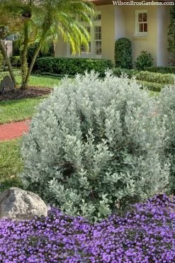 Bambina Dwarf Pineapple Guava (Feijoa Sellowiana ' Tharfiona') - 3 Gallon Pot 11 Bambina Dwarf Pineapple Guava (Feijoa Sellowiana ' Tharfiona') - 3 Gallon Pot -Garden & Outdoor Sale Shop feijoa sellowiana tharfiona bambina pineapple guava 3