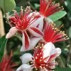 Bambina Dwarf Pineapple Guava (Feijoa Sellowiana ' Tharfiona') - 3 Gallon Pot -Garden & Outdoor Sale Shop feijoa sellowiana tharfiona bambina pineapple guava 4