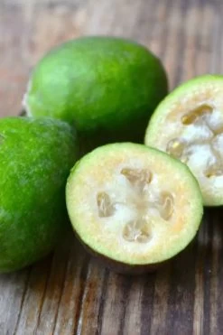 Bambina Dwarf Pineapple Guava (Feijoa Sellowiana ' Tharfiona') - 3 Gallon Pot 12 Bambina Dwarf Pineapple Guava (Feijoa Sellowiana ' Tharfiona') - 3 Gallon Pot -Garden & Outdoor Sale Shop feijoa sellowiana tharfiona bambina pineapple guava 5